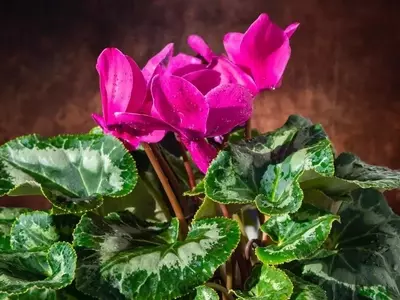 Guía Completa para el Cultivo Exitoso del Ciclamen