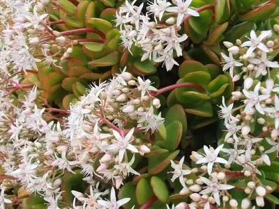 Guía Definitiva para el Cultivo y Cuidado de la Planta de Jade