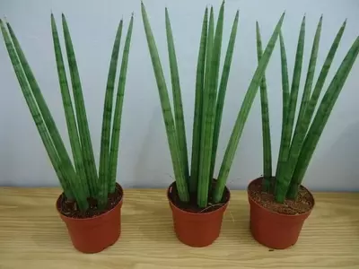 Sansevieria: Una Joya Verde para tu Hogar y Salud