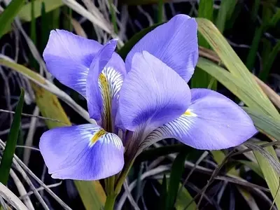 Guía Completa para el Cultivo y Cuidado de la Fascinante Flor de Lirio