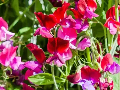 Cultivo Exitoso del Guisante de Olor: Guía Completa para un Jardín Fragante