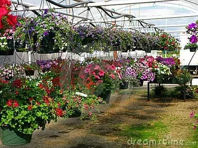 Guía Completa para el Cultivo y Embellecimiento con Plantas Colgantes