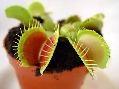 Descubriendo la Diversidad de la Dionaea Muscipula: Variedades Fascinantes de la Venus Atrapamoscas