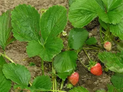 Guía Completa para el Cultivo y Cuidado de Fresas