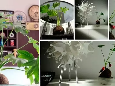 Kokedamas: Cultivando Belleza sin Macetas en tu Hogar