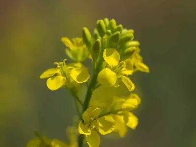 Avance Genético Impulsa el Cultivo de Camelina en Canadá