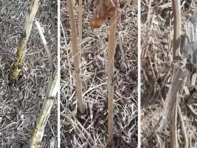 La Amenaza Silente: Verticilosis del Tallo Desafía la Producción de Colza