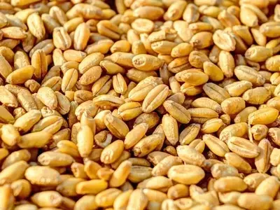 Guía Completa para el Cultivo de Germen de Trigo en Casa
