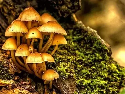 Guía Completa para el Cultivo Doméstico de Hongos Comestibles