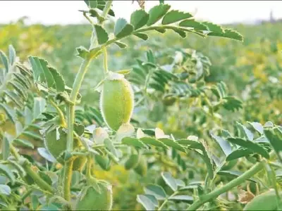 Guía Completa para el Cultivo Exitoso del Garbanzo en el Huerto