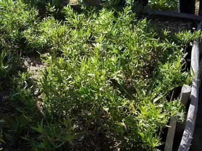 Guía Definitiva para el Cultivo Casero de Estragón: Desde la Siembra hasta la Cosecha