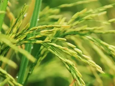 Guía Completa para el Cultivo Doméstico de Arroz