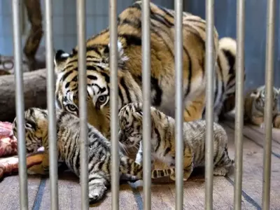 Danish Zoo's Unique Pet Donation Program for Predator Feeding Sparks Global Debate