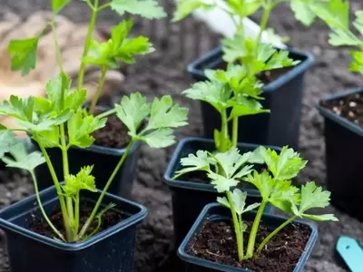 Cultivo de Apio en Macetas: Una Guía Completa para el Hogar