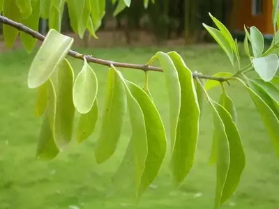 La Defoliación en Plantas: Causas, Síntomas y Estrategias de Cuidado