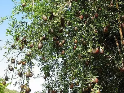 Explorando el Citrus Australasica: Un Tesoro Cítrico para la Gastronomía y el Jardín