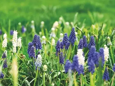 Secretos y Sabiduría para un Jardín Floreciente y Vibrante