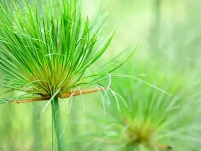 Guía Completa del Cyperus: Cultivo, Cuidado y Usos Decorativos
