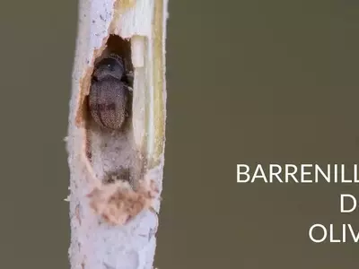 Estrategias Integrales para el Control y Prevención del Barrenillo en Cultivos y Árboles Ornamentales