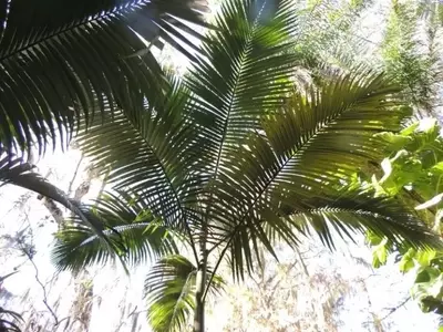 Descubriendo la Majestuosa Archontophoenix Maxima: La Palmera Gigante de Queensland