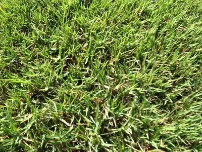Guía Completa del Cynodon Dactylon: Resistencia y Belleza en tu Jardín