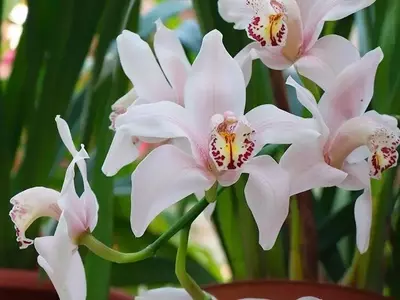 Guía Esencial para el Cuidado de Orquídeas Cymbidium