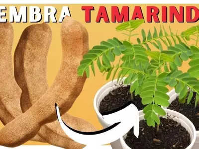 Tamarindo: Cultivo, Propiedades y Beneficios de un Árbol Tropical Versátil