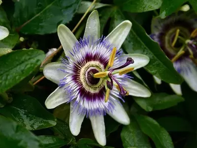 Guía Completa para el Cultivo Exitoso de la Passiflora