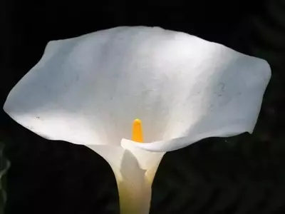 Embellezca Su Jardín con Calas: La Flor Versátil y Resistente