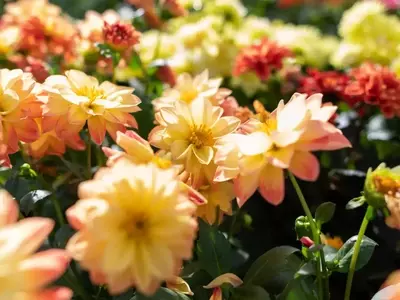 Dalias: Cultivo, Cuidado y la Historia de la Flor Nacional de México