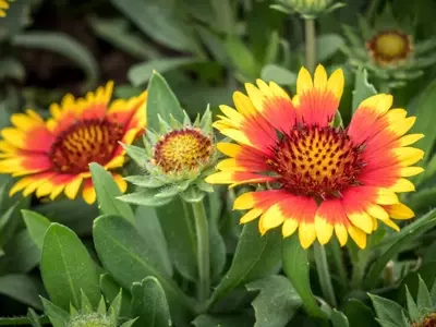 Gaillardia: Belleza Vibrante y Cuidado Sencillo en tu Jardín