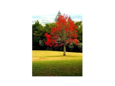 Brachychiton: El Árbol Ornamental Resistente para Jardines y Paisajes Urbanos
