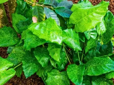 Guía Definitiva para la Iluminación Óptima de Calatheas