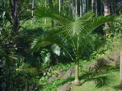 La Impresionante Palmera Carpoxylon macrospermum: Una Joya Tropical de Rápido Crecimiento