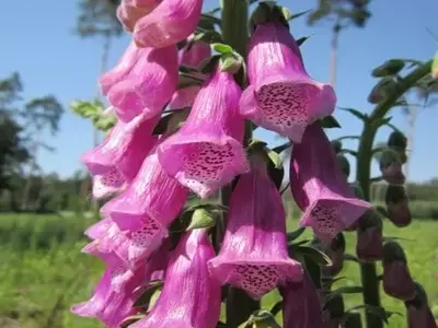 La Dedalera: Un Espectáculo Floral con Precauciones