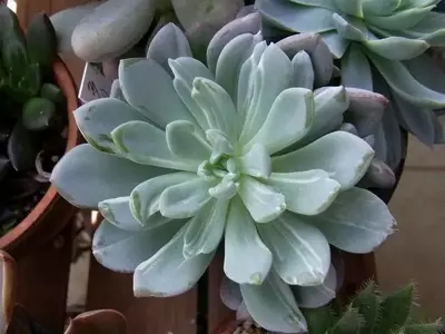 Pachyveria: Cruce Único de Suculentas y su Cultivo