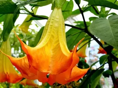 Datura: Belleza y Peligro en una Sola Planta