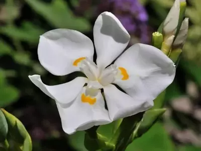 Dietes: La Exótica Flor de Sudáfrica que Embellece tu Jardín
