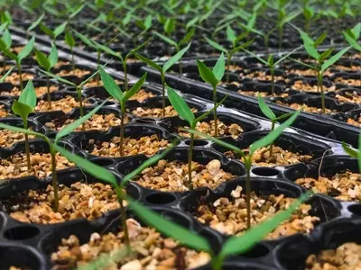 Dominando el Arte del Cultivo de Hortalizas en Semilleros para Cosechas Exitosas