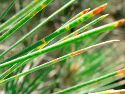 La Plaga Silenciosa: Combatir el Hongo de Banda en Pinos para Salvar Nuestros Bosques