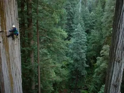 Las Imponentes Secuoyas Gigantes: Majestuosidad Natural