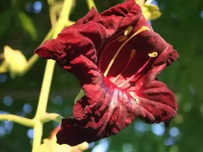 Maravillas Ocultas de los Árboles Tropicales: Un Viaje por la Biodiversidad