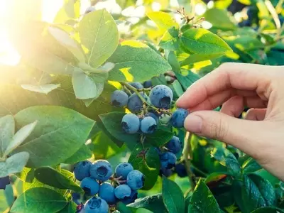 Guía Completa para el Cultivo Doméstico de Arándanos
