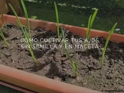 Guía Completa para Cultivar Ajo en Macetas
