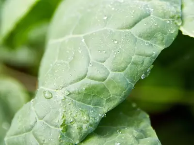 Guía Definitiva para el Cultivo Exitoso de Espinacas: Desde la Siembra hasta la Cosecha