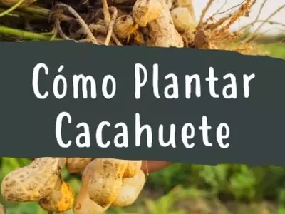 Guía Completa para el Cultivo Doméstico de Cacahuetes