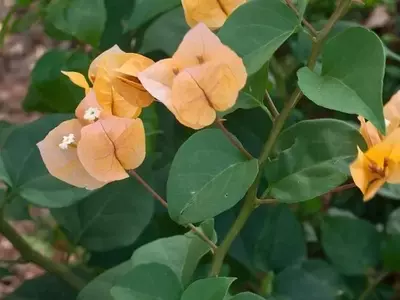 Plantas enredaderas y trepadoras: Distinciones Clave para tu Jardín