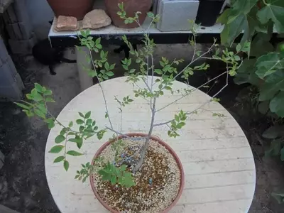 El Arte del Pinzado en el Cultivo del Olmo Bonsái: Claves para un Follaje Exuberante