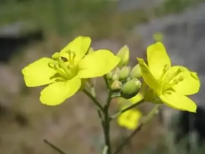 Diplotaxis muralis: La resistencia de la mostaza silvestre