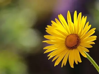 Descubriendo el Esplendor de la Margarita Amarilla: "Euryops Pectinatus"